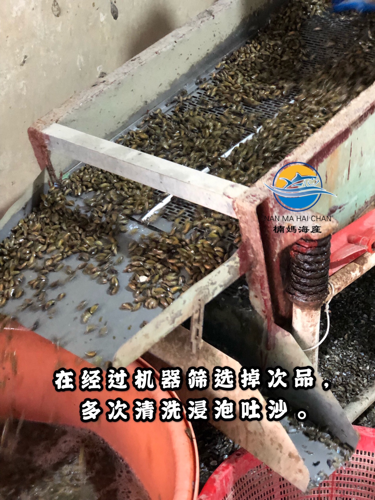 三百门薄壳米（海瓜子肉）的做法 步骤4