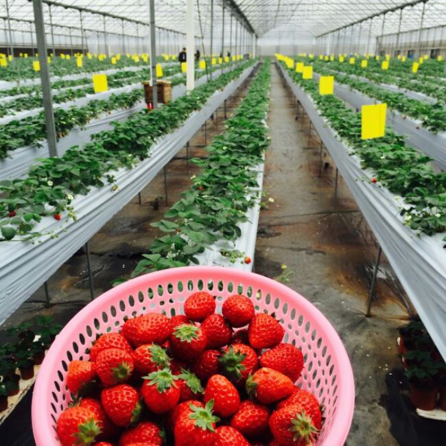 今冬第一颗草莓