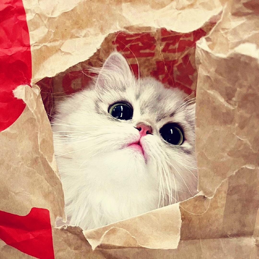 阿里嘎多沸羊羊桑