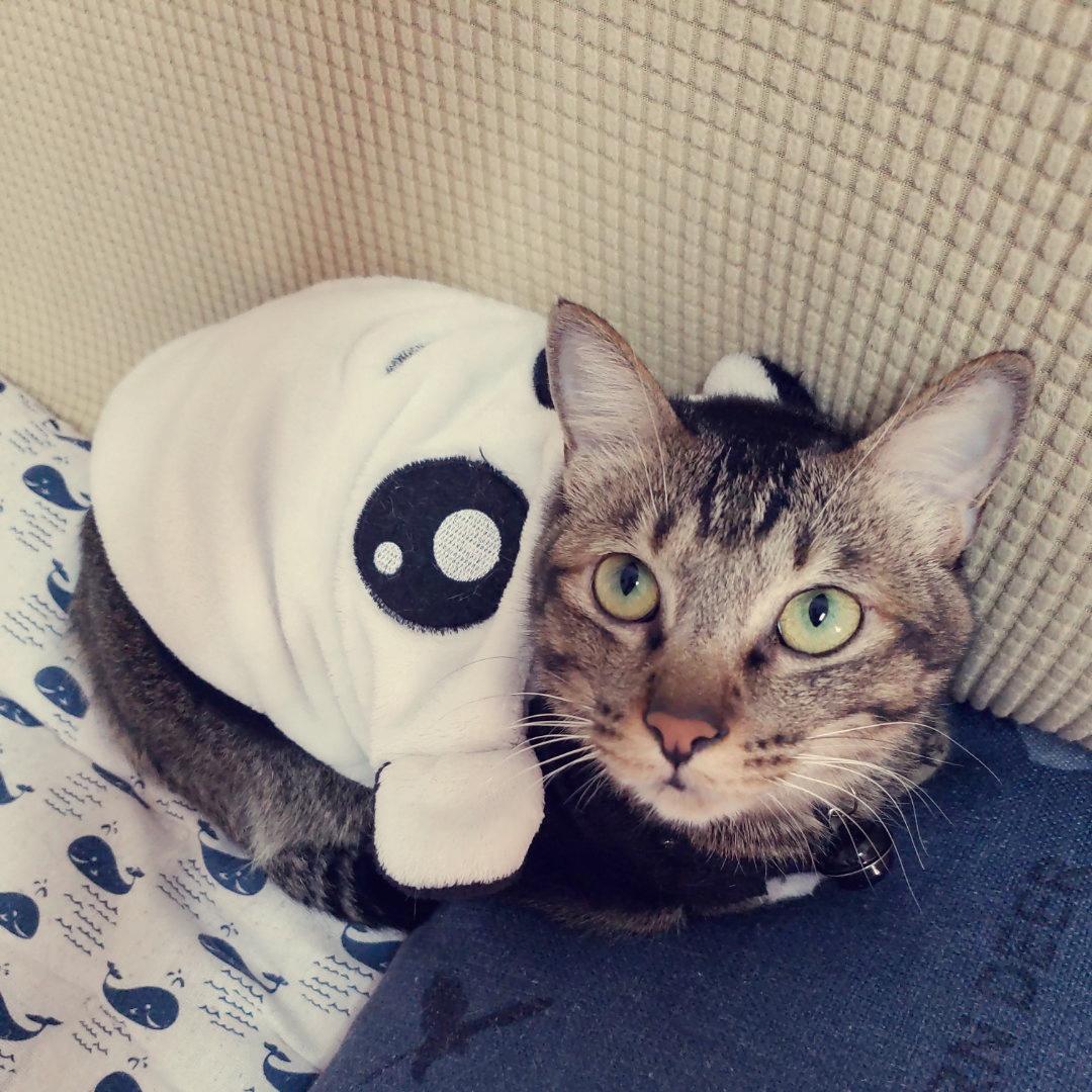 Fangshb