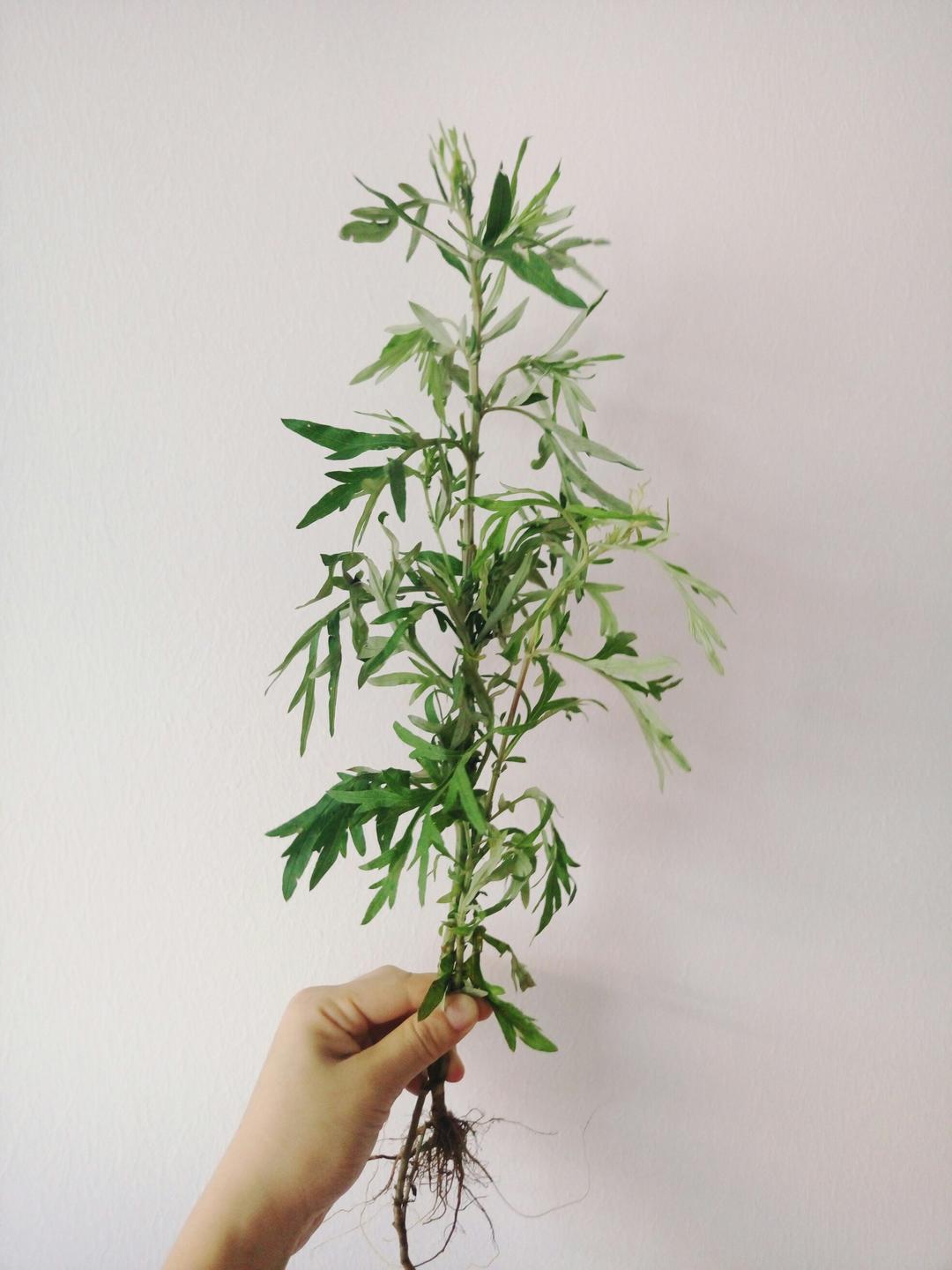 艾草的处理方法