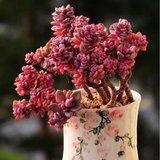 青出于蓝下厨房