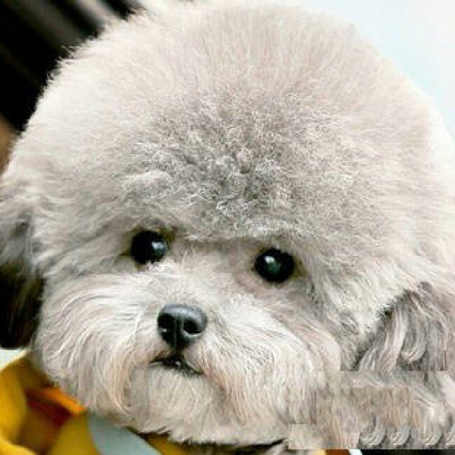 深夜零食烤芝士馒头片