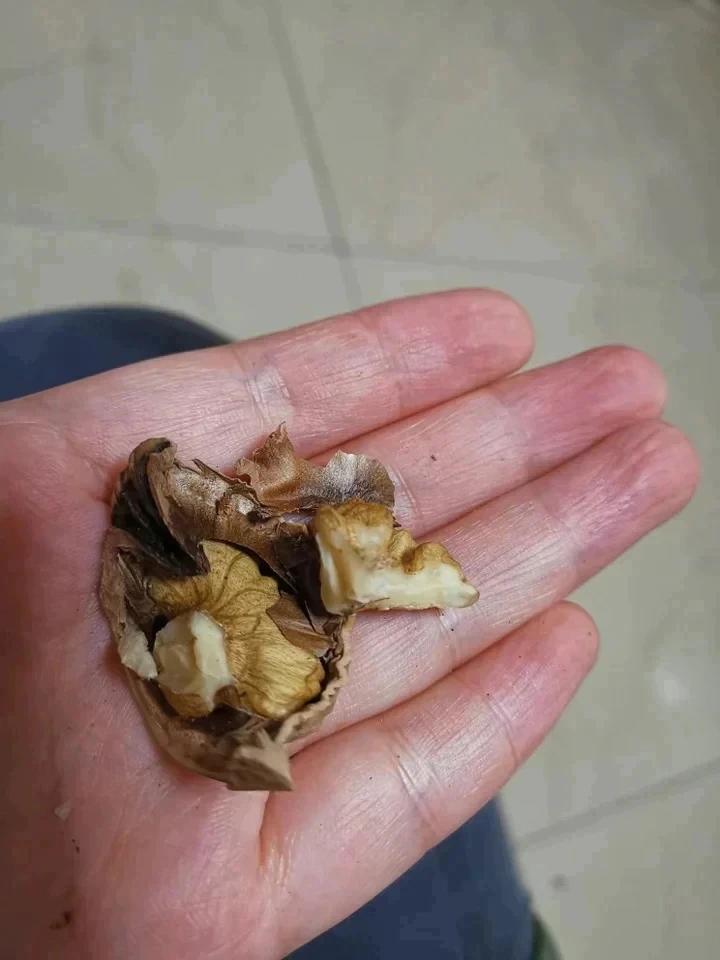 damaoxiongxiong做的烤箱版烤香酥带壳核桃