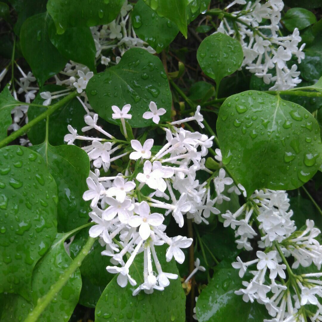 花，一辈子爱上你