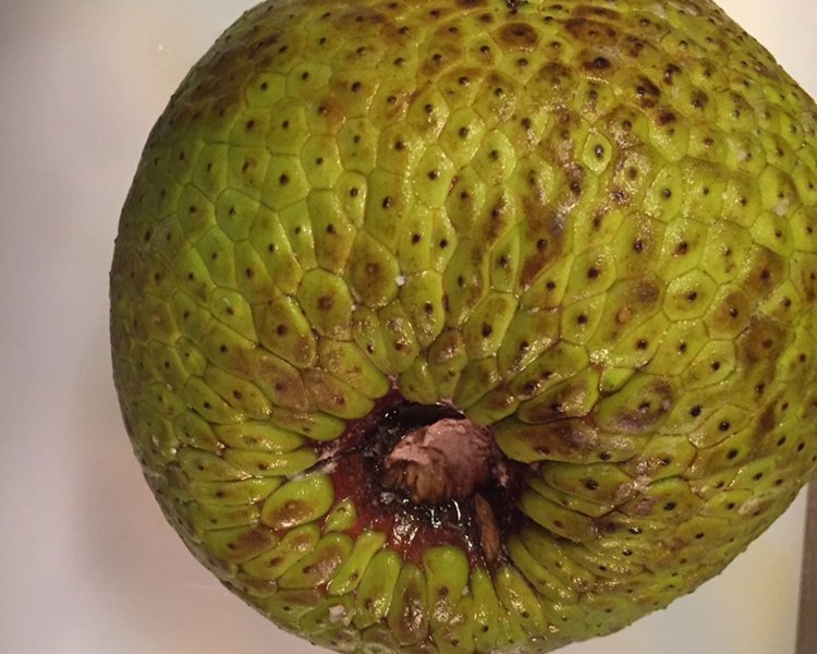 步骤图 面包树breadfruit面包果的做法 面包树breadfruit面包果的做法步骤 菜谱 下厨房 步骤图 面包树breadfruit面包果的做法 面包树breadfruit面包果的做法步骤 菜谱 下厨房