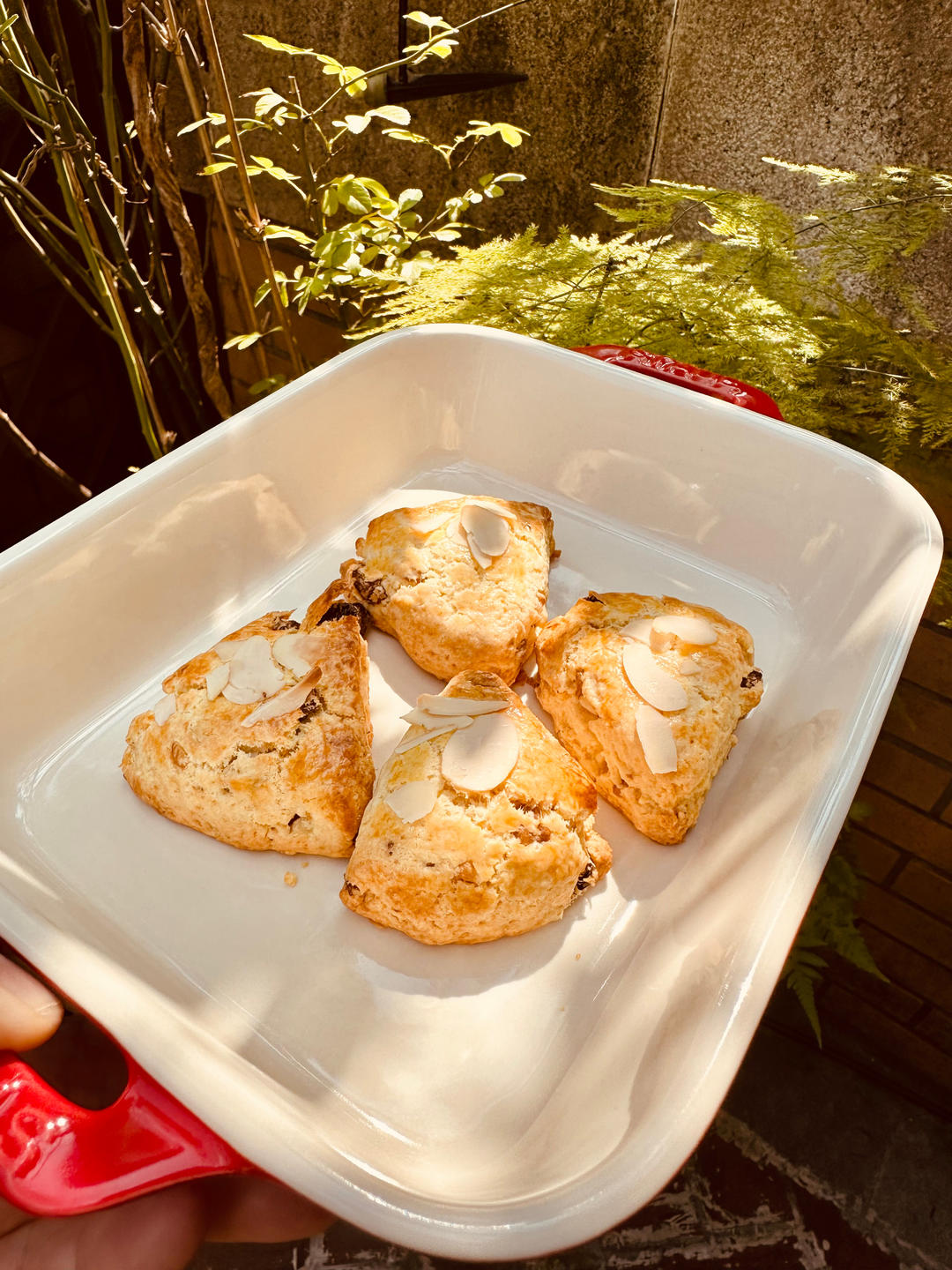 完胜星巴克的超美味酥脆司康 super easy crunched scone