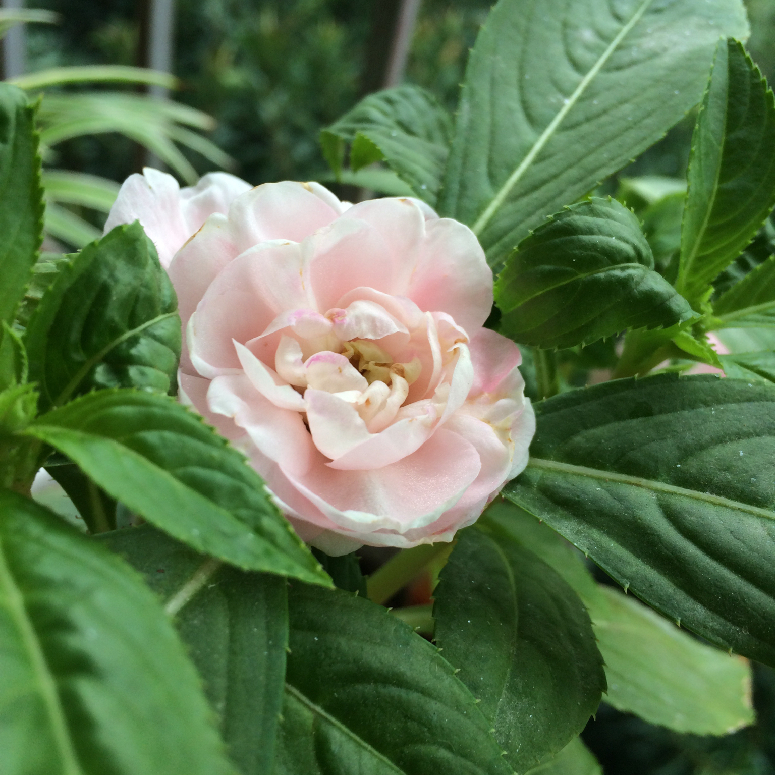 我们的厨房后花园