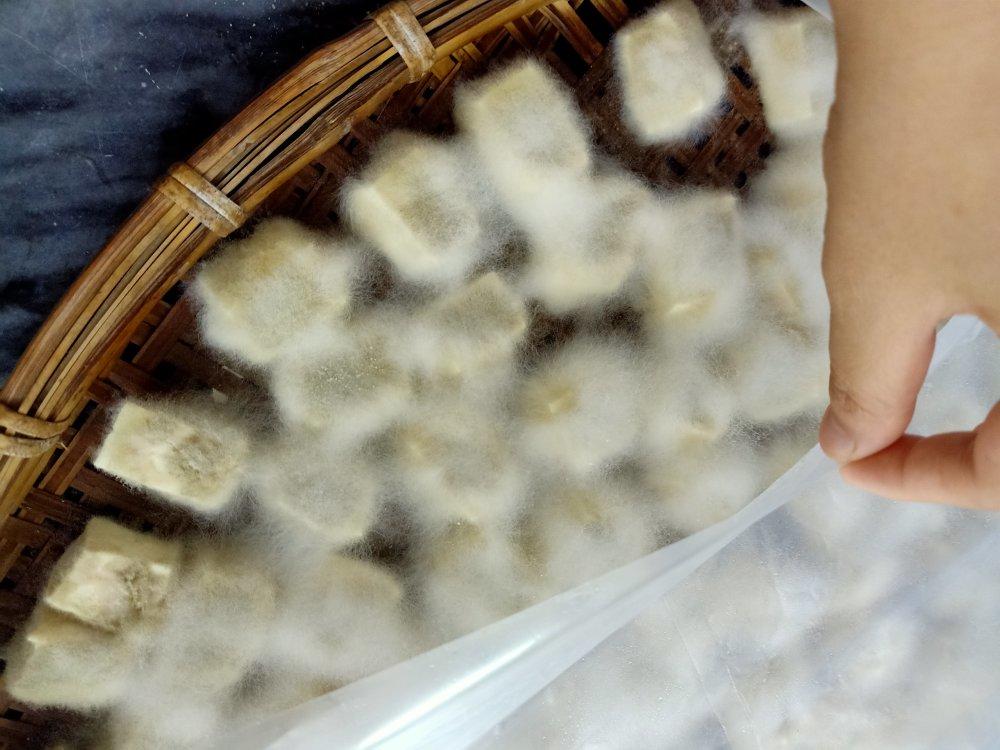 毛豆腐（狐狸一样的毛）