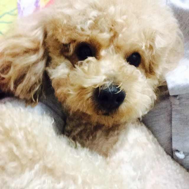 小小桔子