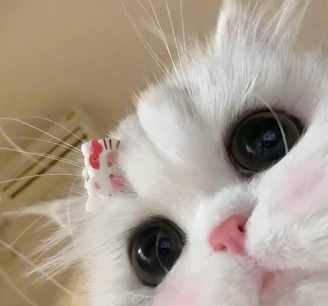 会唱歌的探索家