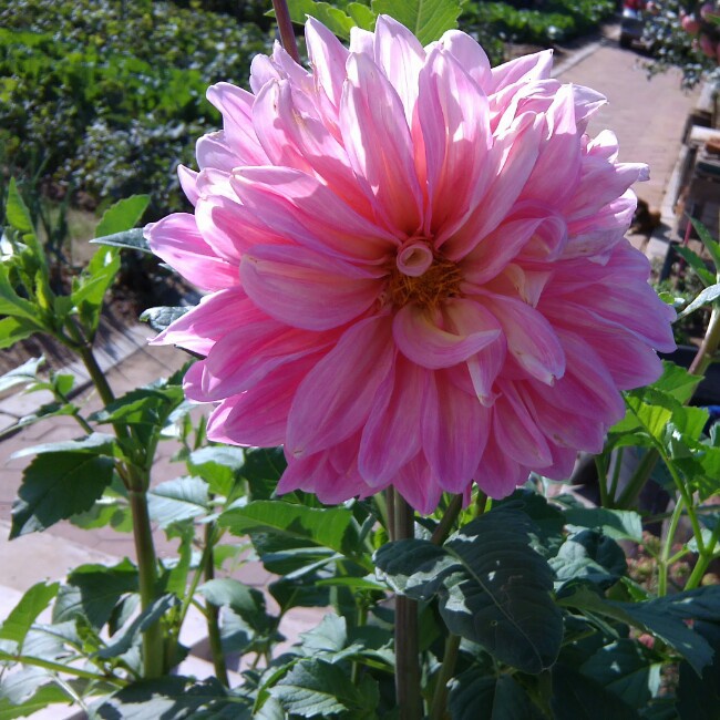 午餐•2015年3月5日