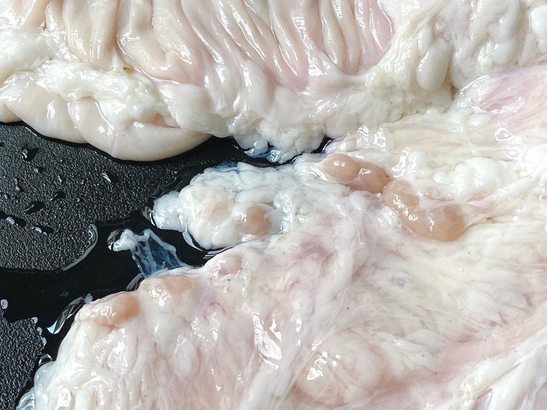 这是一把肥肠上清理下来的油脂与淋巴结清洗肥肠的时候还需注意下肥肠