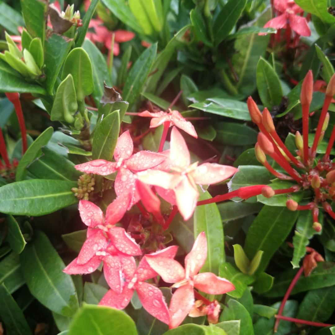 美美的茉莉花