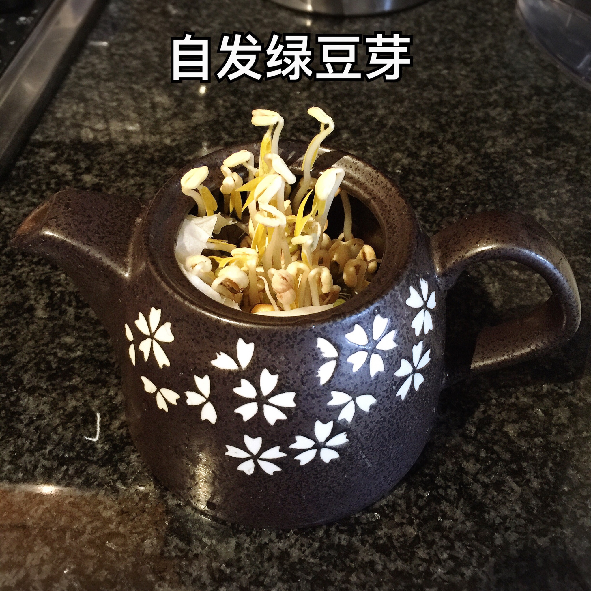 自发豆芽（可乐瓶发豆芽0失败！）