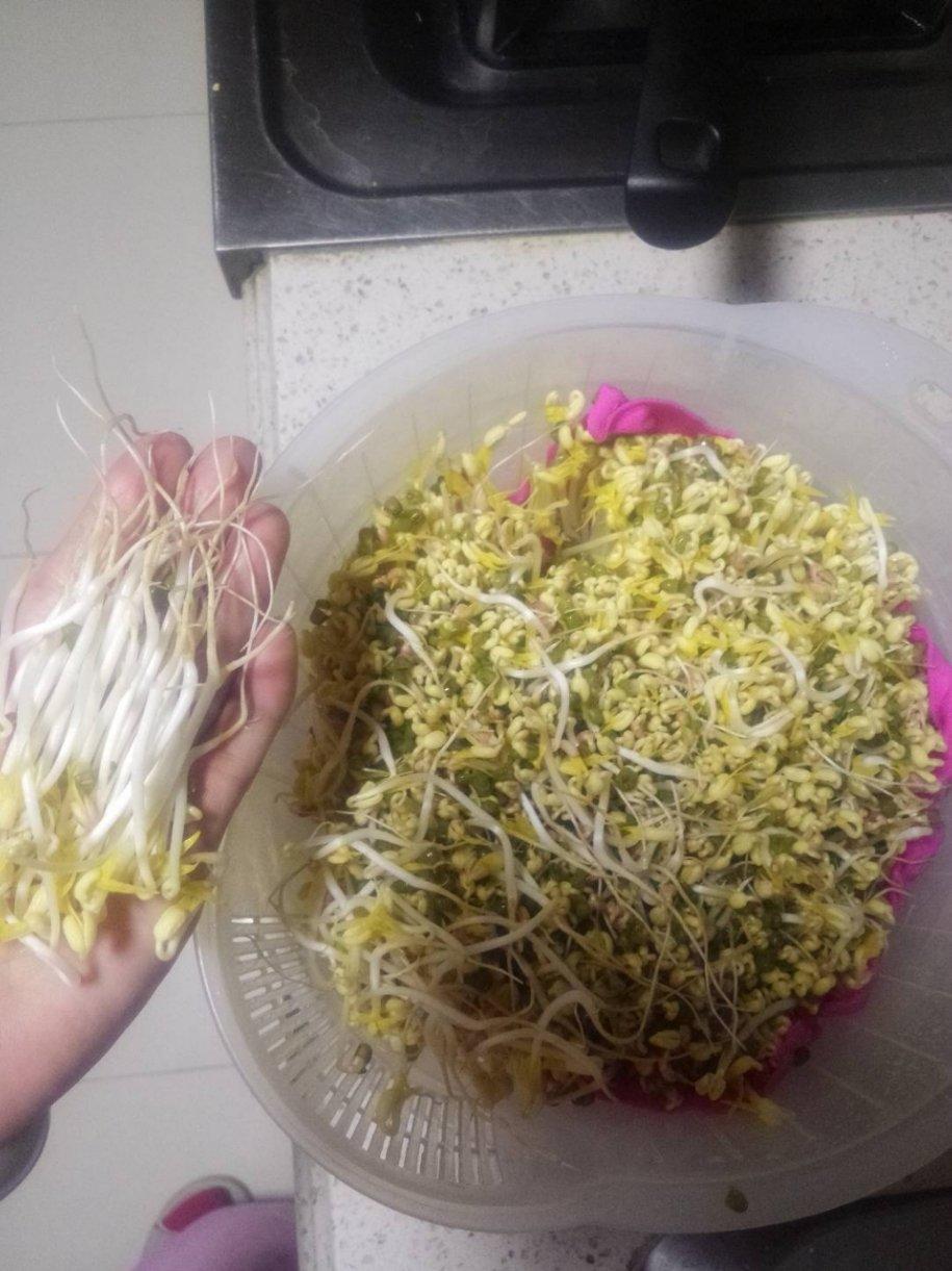 简单自制豆芽