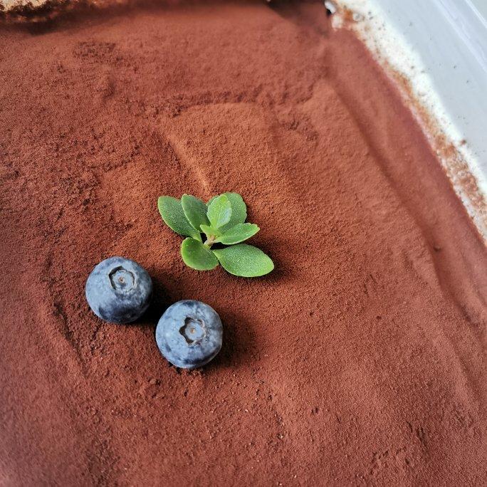 在欧洲学会的经典版提拉米苏