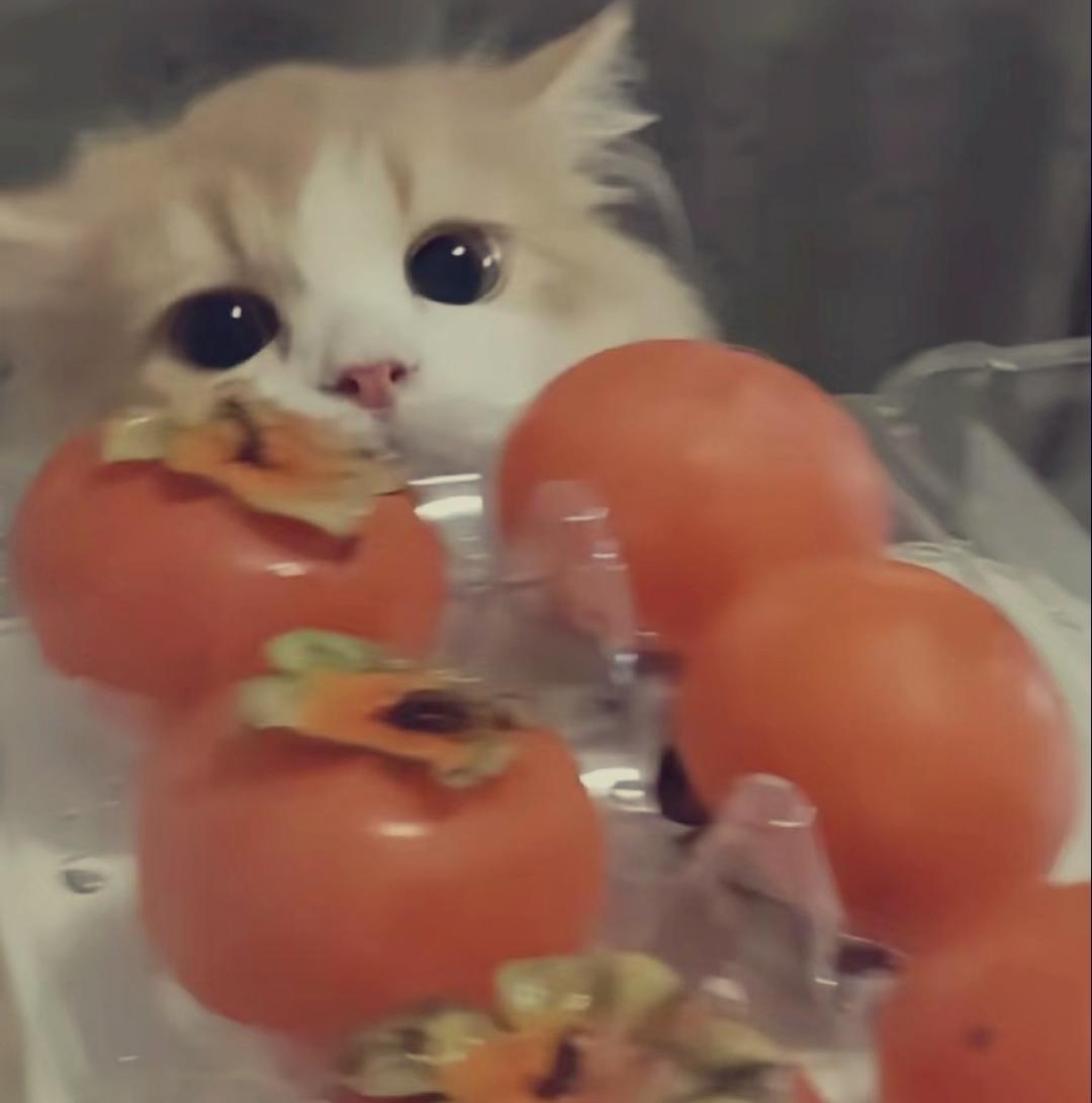 又在发呆诶