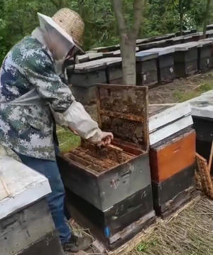 【古法蜂蜜青梅酒】不用高度酒，纯靠发酵出来的青梅酒的做法 步骤10