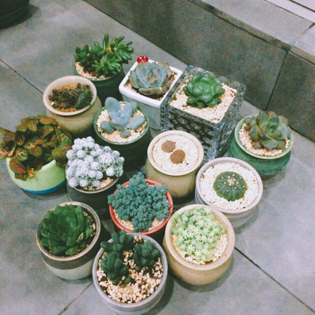 大灰狼小姐其实是条金鱼