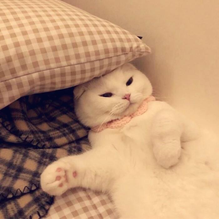 爱做饭爱吃饭的奥特特特慢