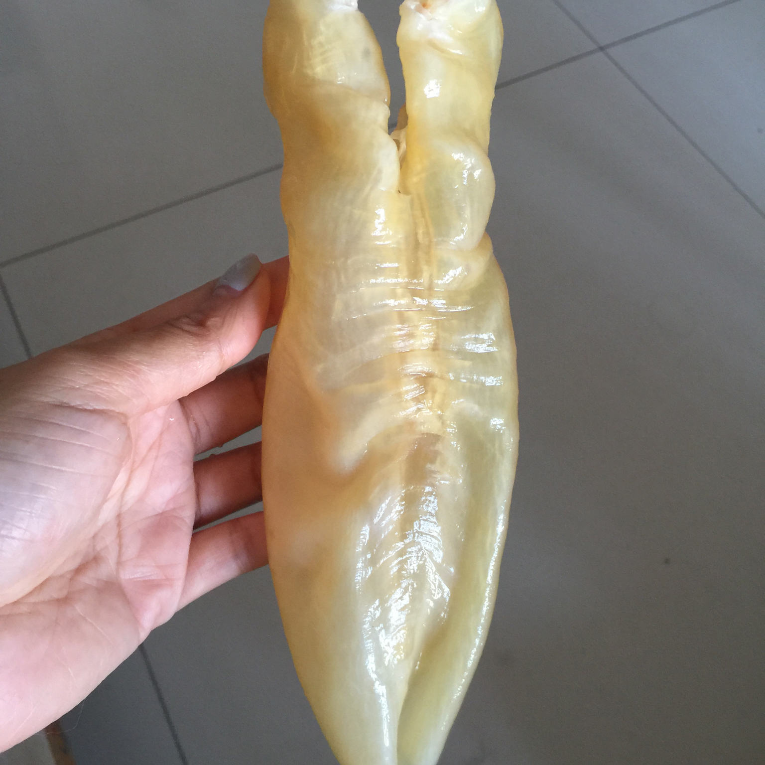 花胶螺片海底椰美肌汤
