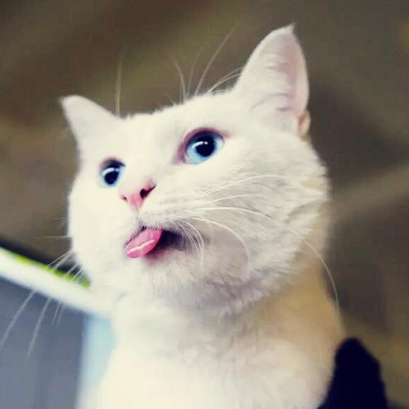 清蒸八宝猪