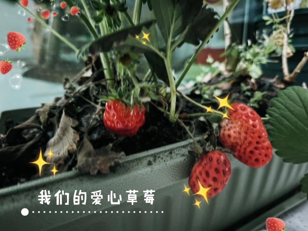 黄皮肤的白人饭 (饮食笔记2025)