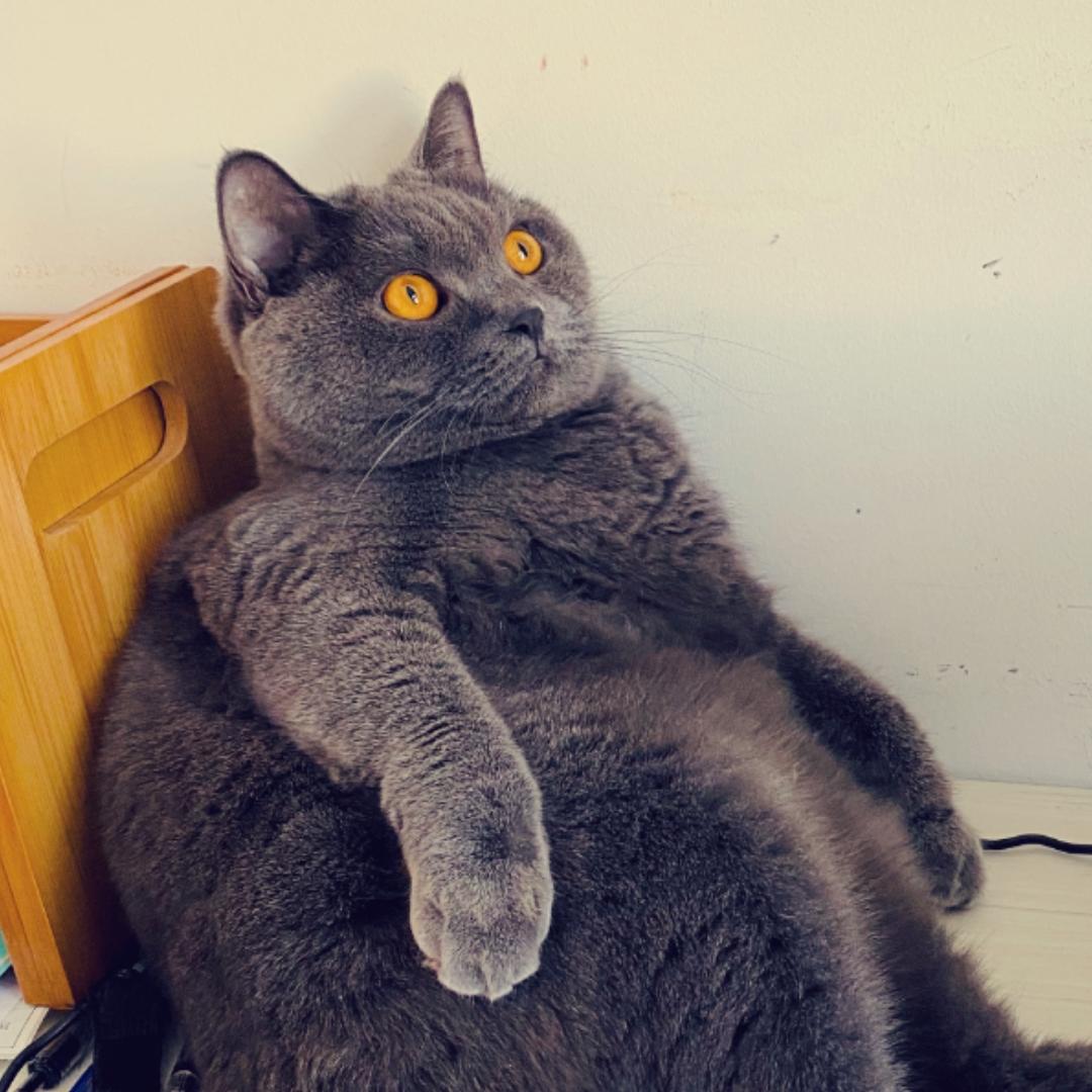 诺胖胖已经九斤了