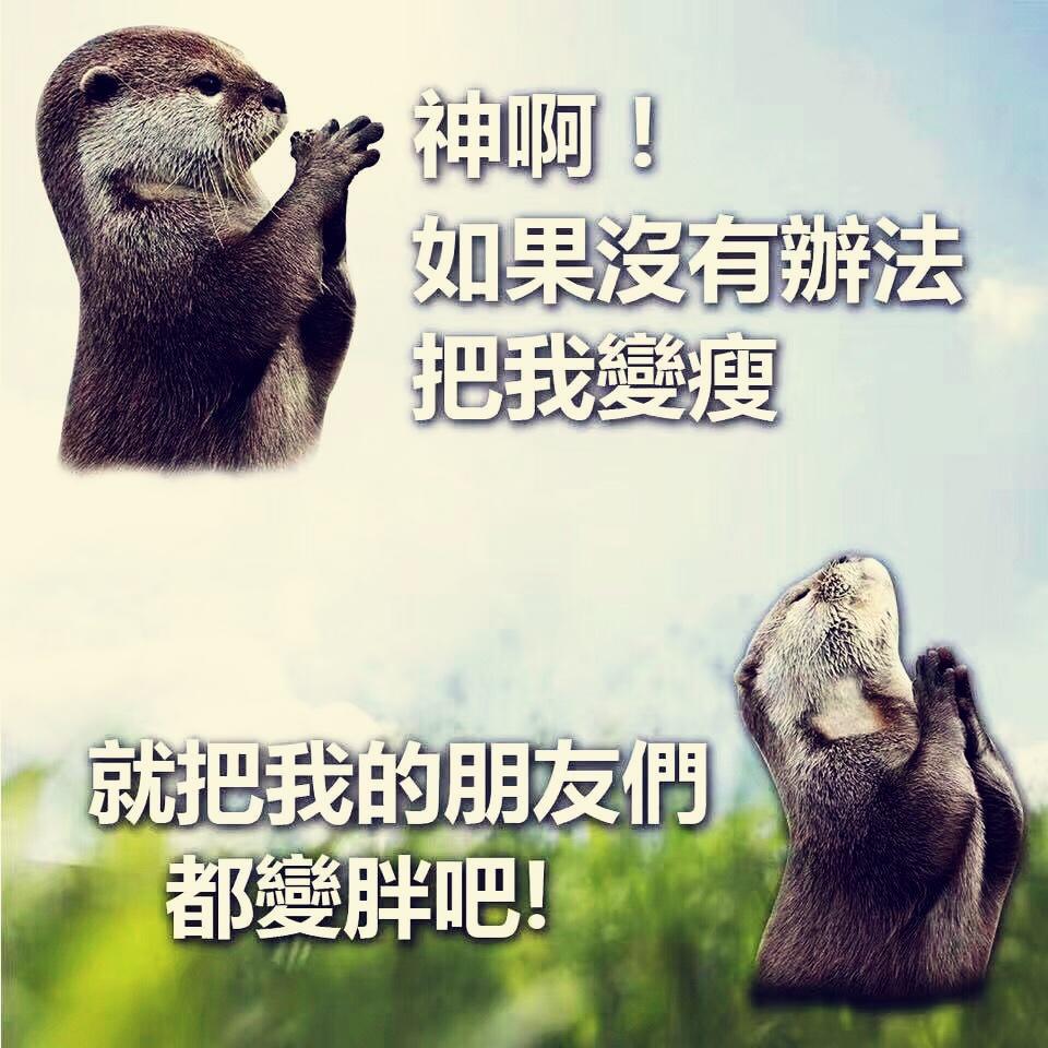 一只叫酸菜鱼的猫