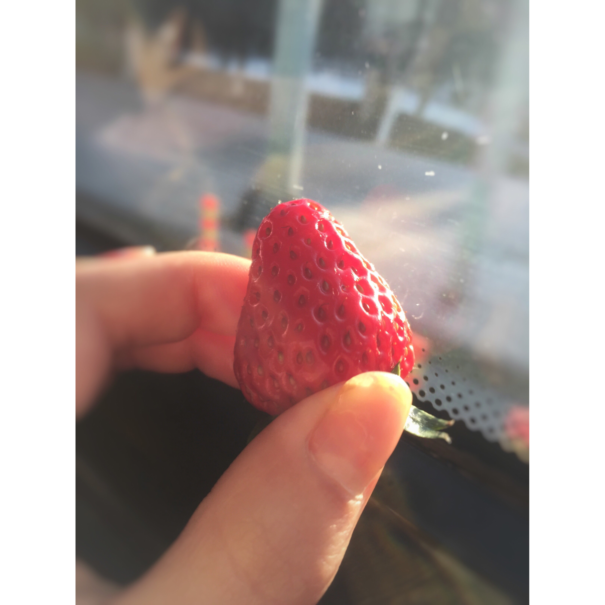 今冬第一颗草莓