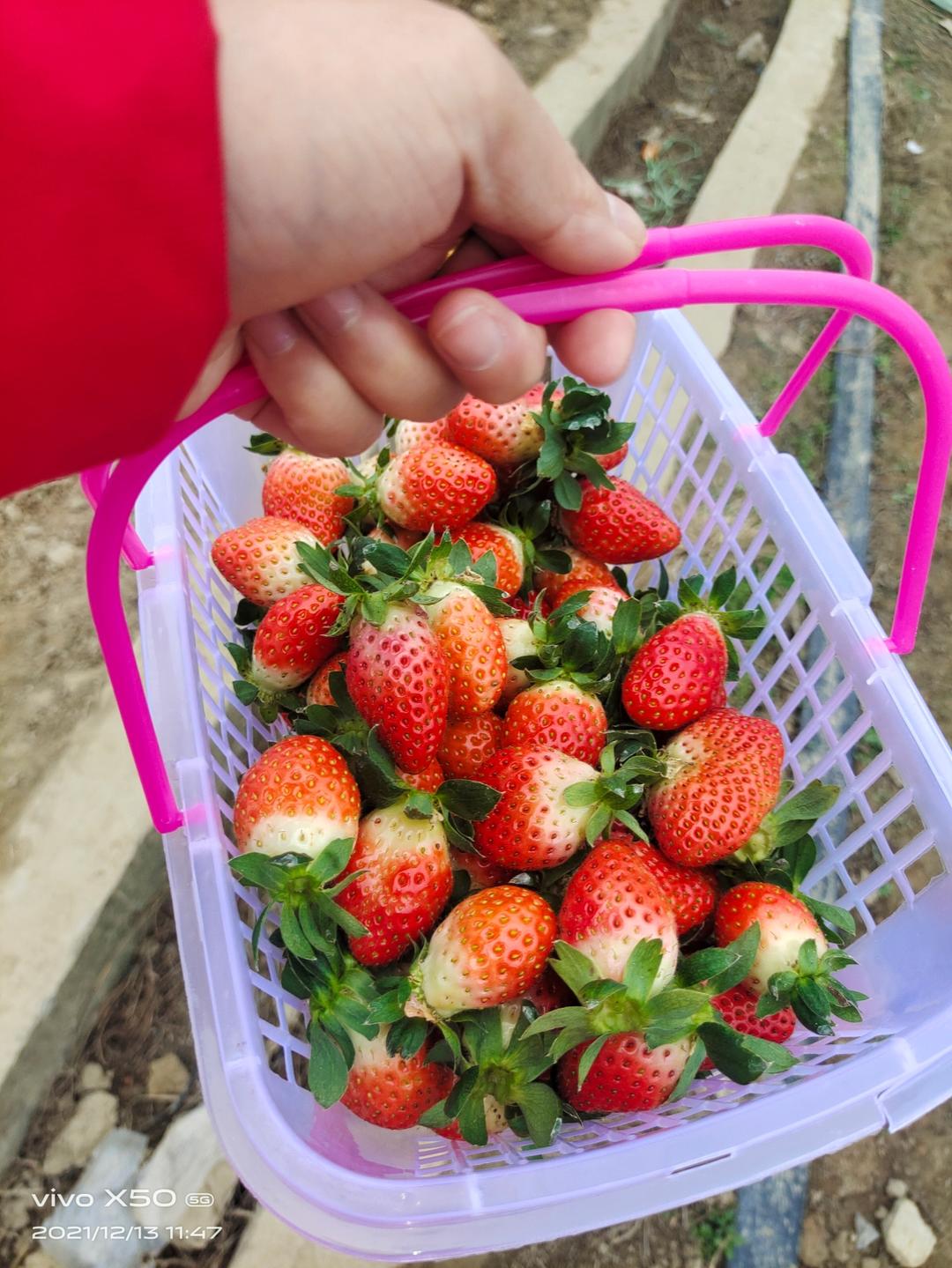 摘草莓的做法