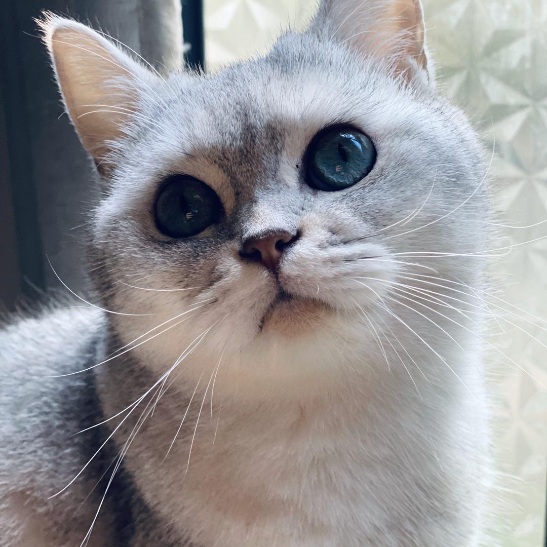 七海散人