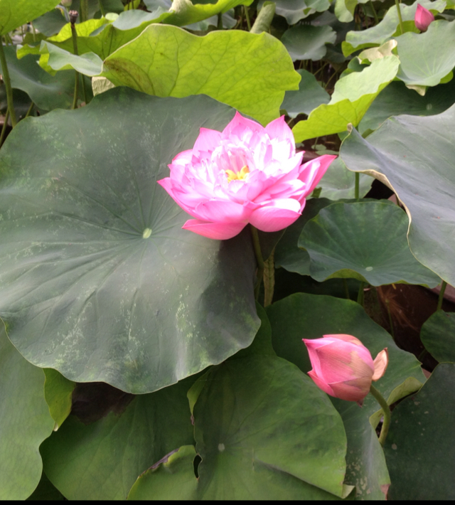属于下厨房时光花园里最美丽的花儿们
