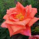 tw163