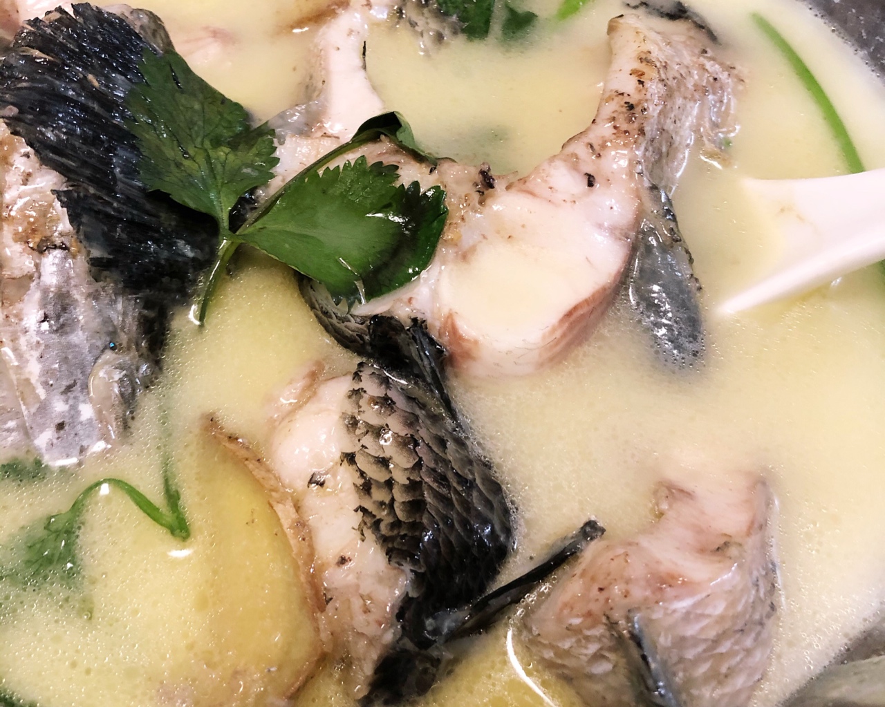 超鲜的奶白黑鱼汤的做法