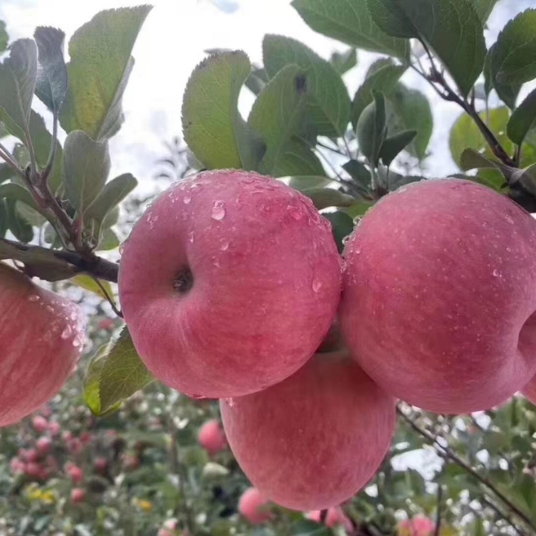 蕃薯木瓜