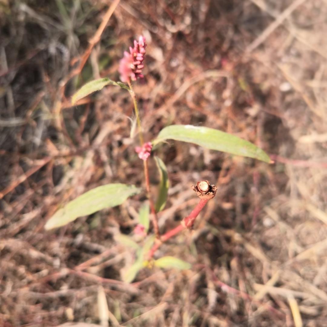 鲤鱼鱼鱼鱼鱼鱼鱼