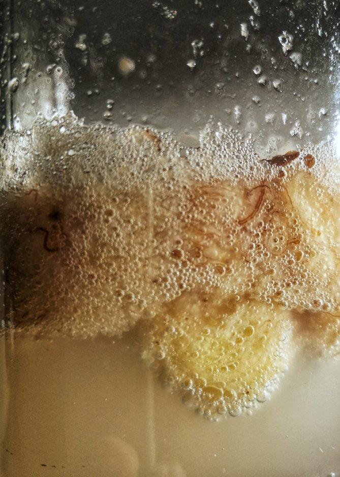 野生酵母之香蕉酵母