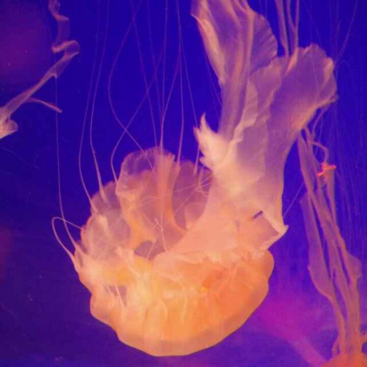 闪烁的宇宙