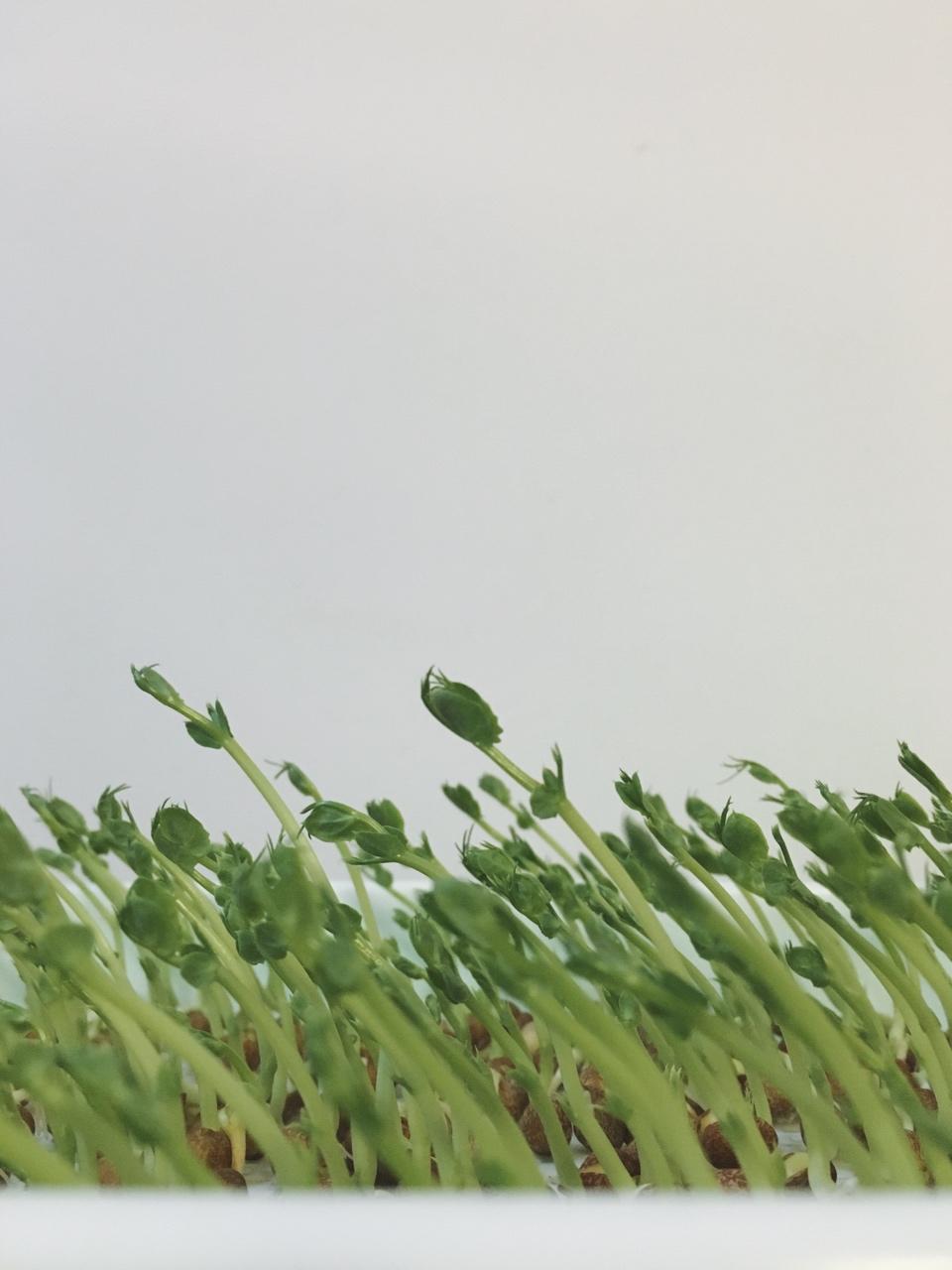 苗芽菜（秋日新手）