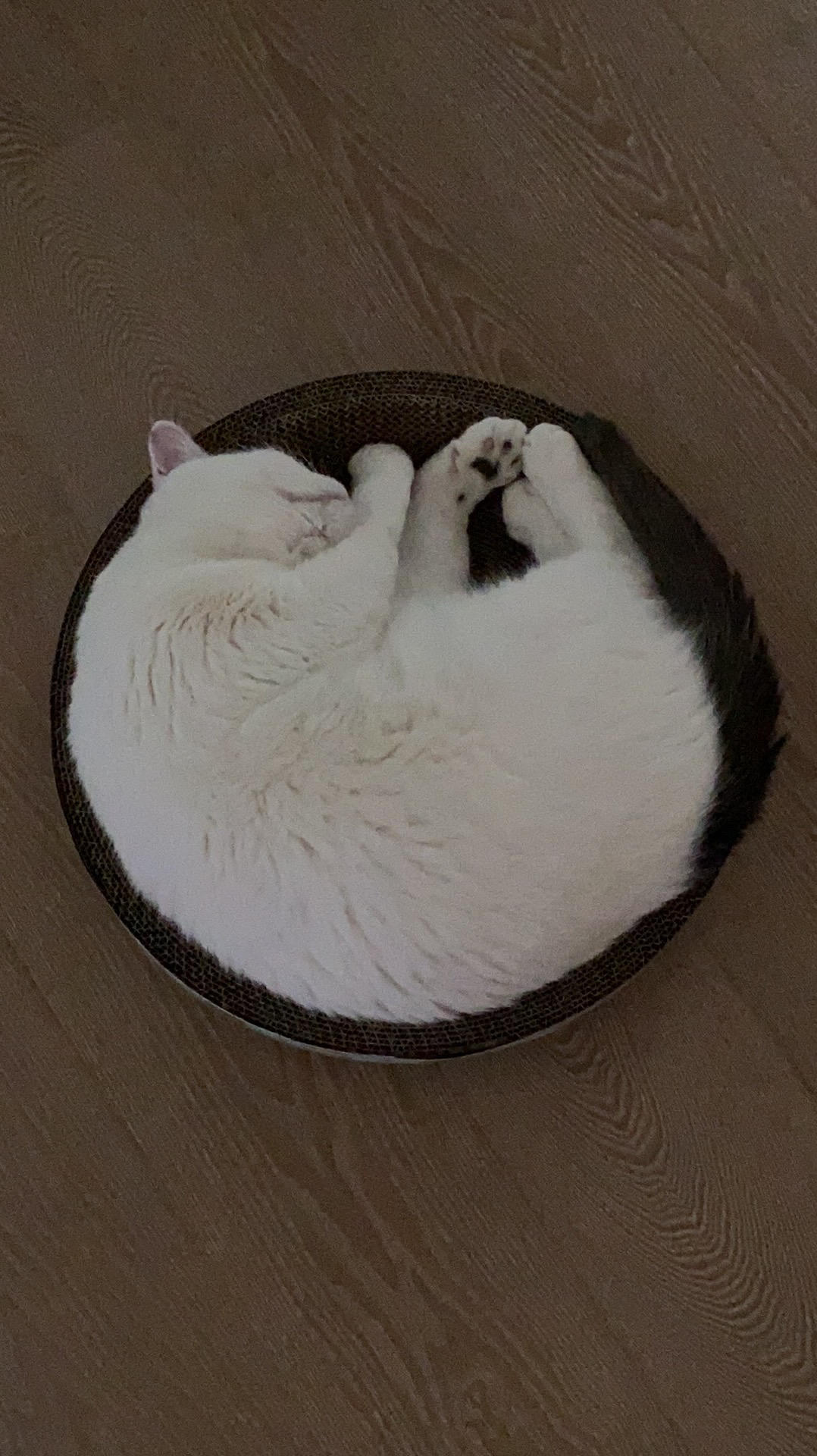 养生mo
