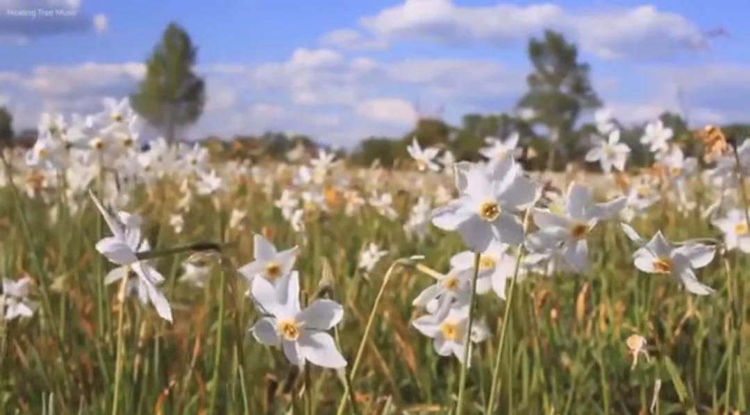 一碗让我念念不忘的阳春面🍜