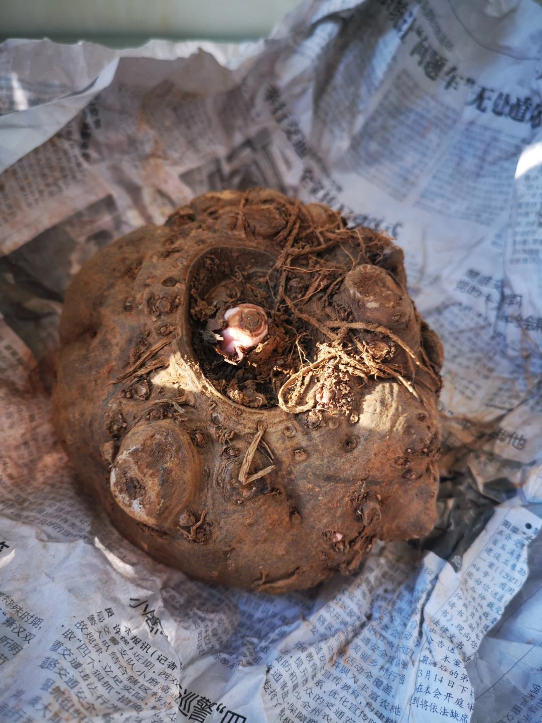 自制魔芋懒人版