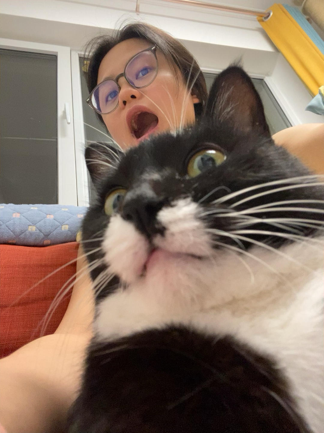 喵了个kitty