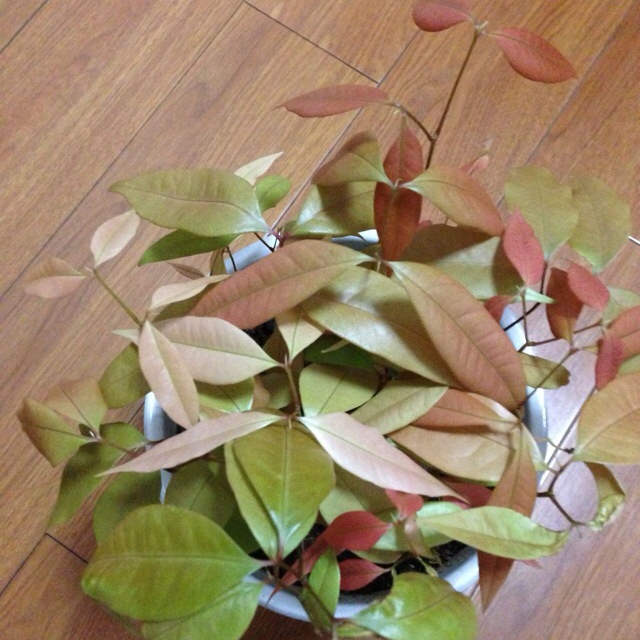 厨房、餐桌、阳台上的鲜花