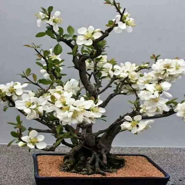 简_uzb1