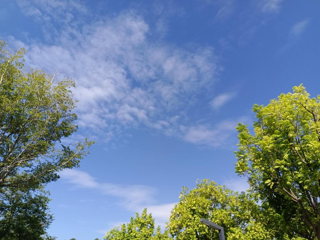 简易版五指毛桃盐焗鸡的做法 步骤7