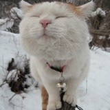 Pipi