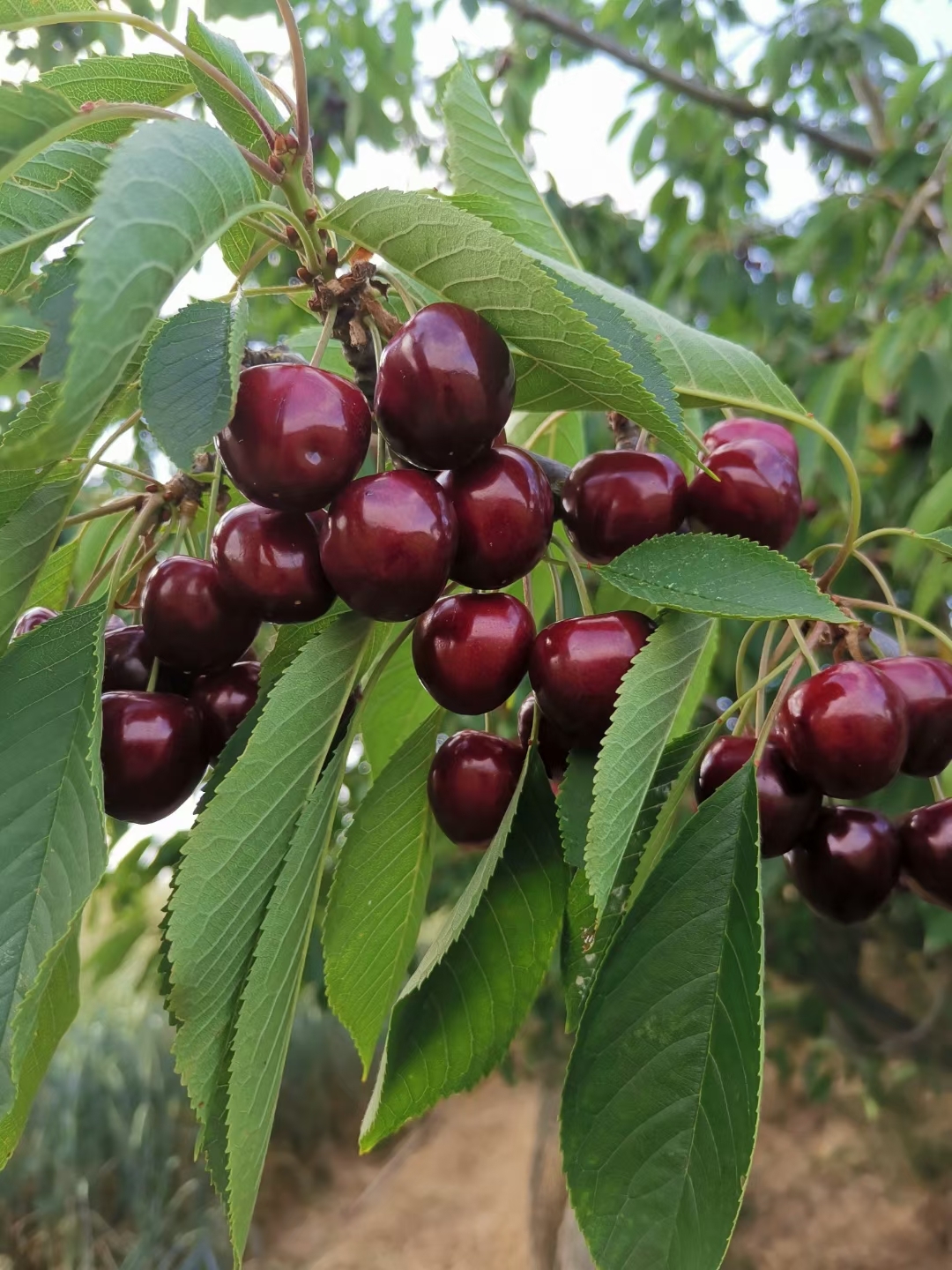 🍒糖水车厘子🍒的做法 步骤3